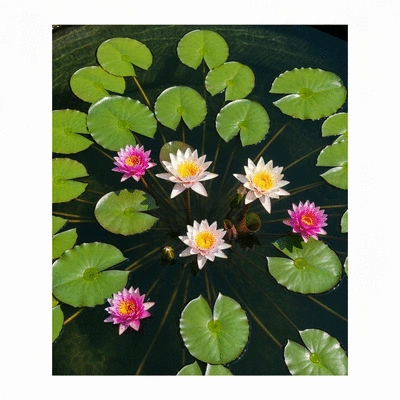 Close-up of vibrant water lilies and lotus flowers in a koi pond