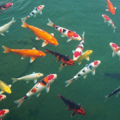 Koi fish swimming actively in a clean pond, illustrating healthy behavior, no text, no words, no typography, 8K