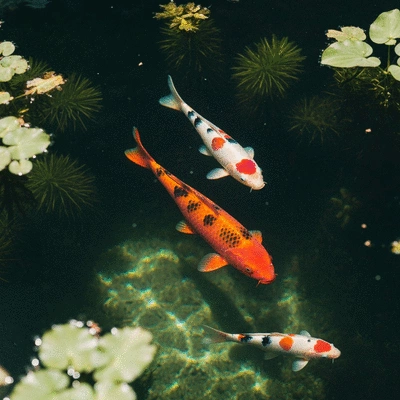 Healthy, vibrant koi swimming peacefully in a clean pond