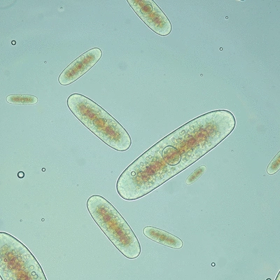 Microscopic view of beneficial bacteria in koi pond water