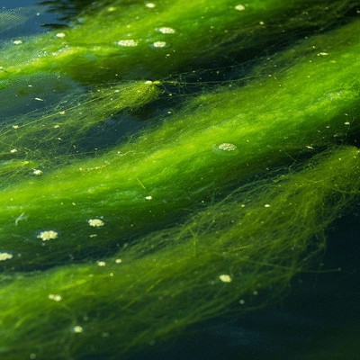 Close-up of string algae in a koi pond, showcasing its texture and impact on water quality
