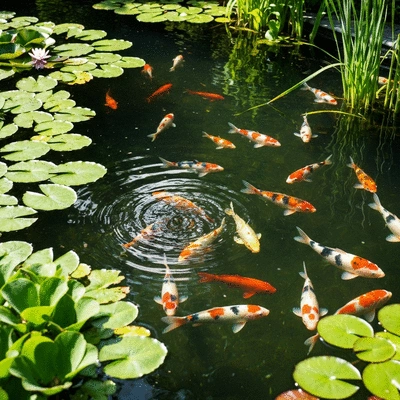 Koi pond enthusiast enjoying their crystal clear pond